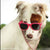 Kaykos WAYV’ Dog Sunglasses: Medium
