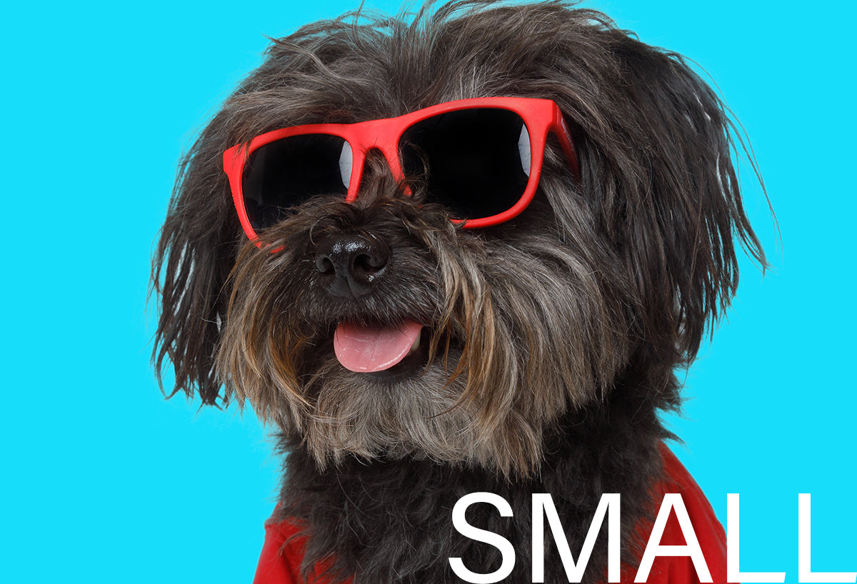Kaykos WAYV’ Dog Sunglasses: Small