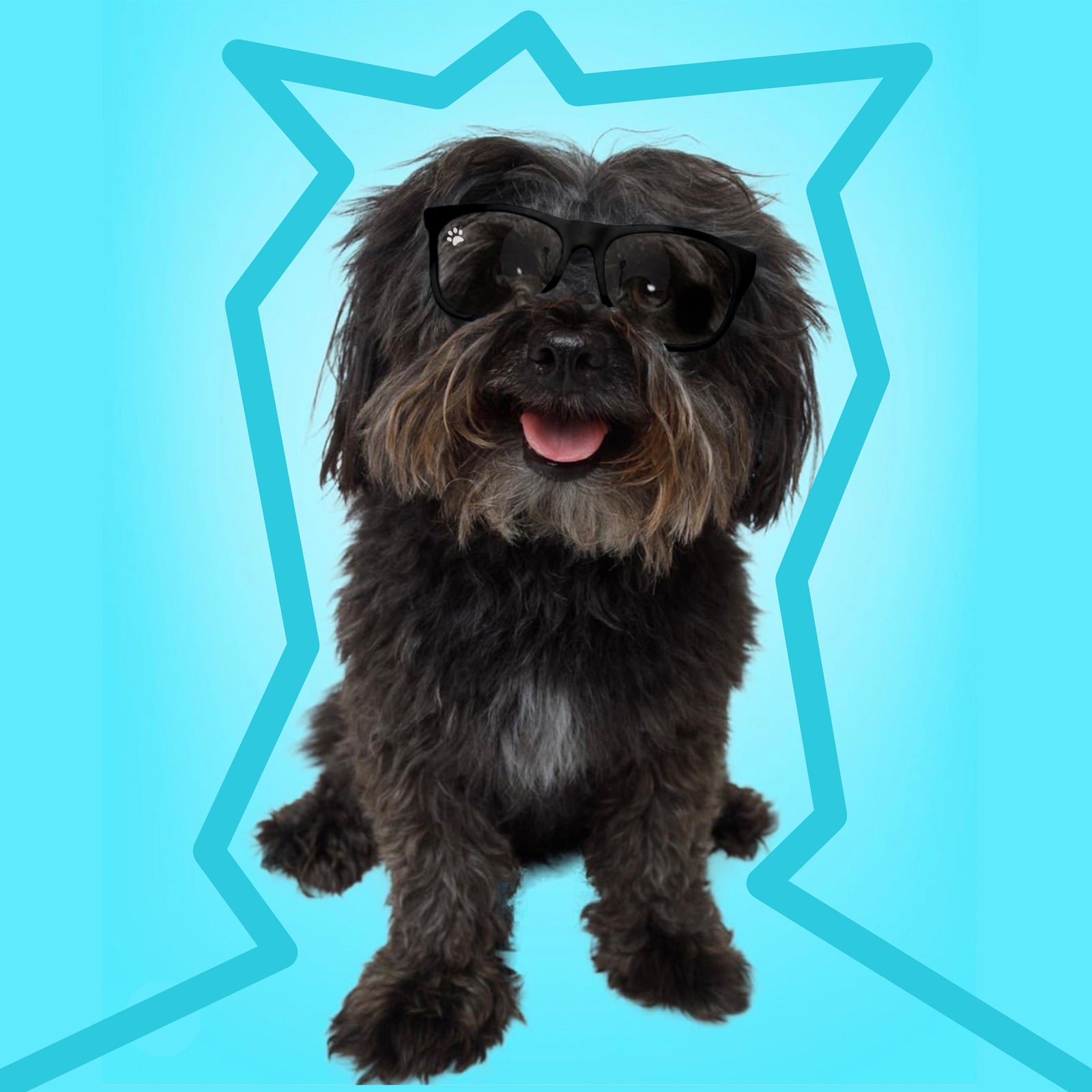 CKlarity Small WAYV’ Dog Glasses ( Clear Lens)