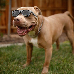 Kaykos WAYV’ Dog Sunglasses: Large