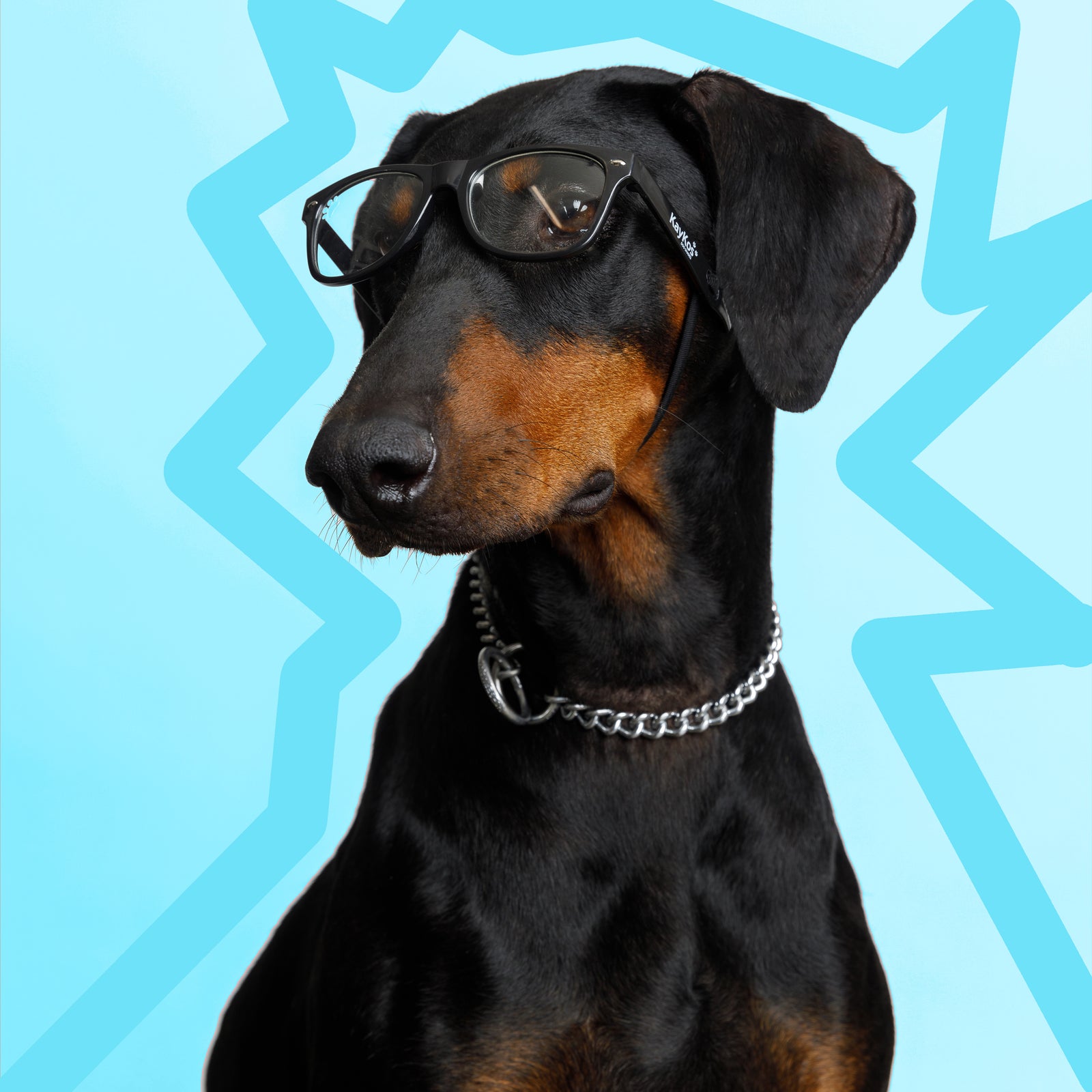 CKlarity Medium WAYV’ Dog Glasses (Clear Lens)