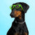 CKlarity Medium WAYV’ Dog Glasses (Clear Lens)