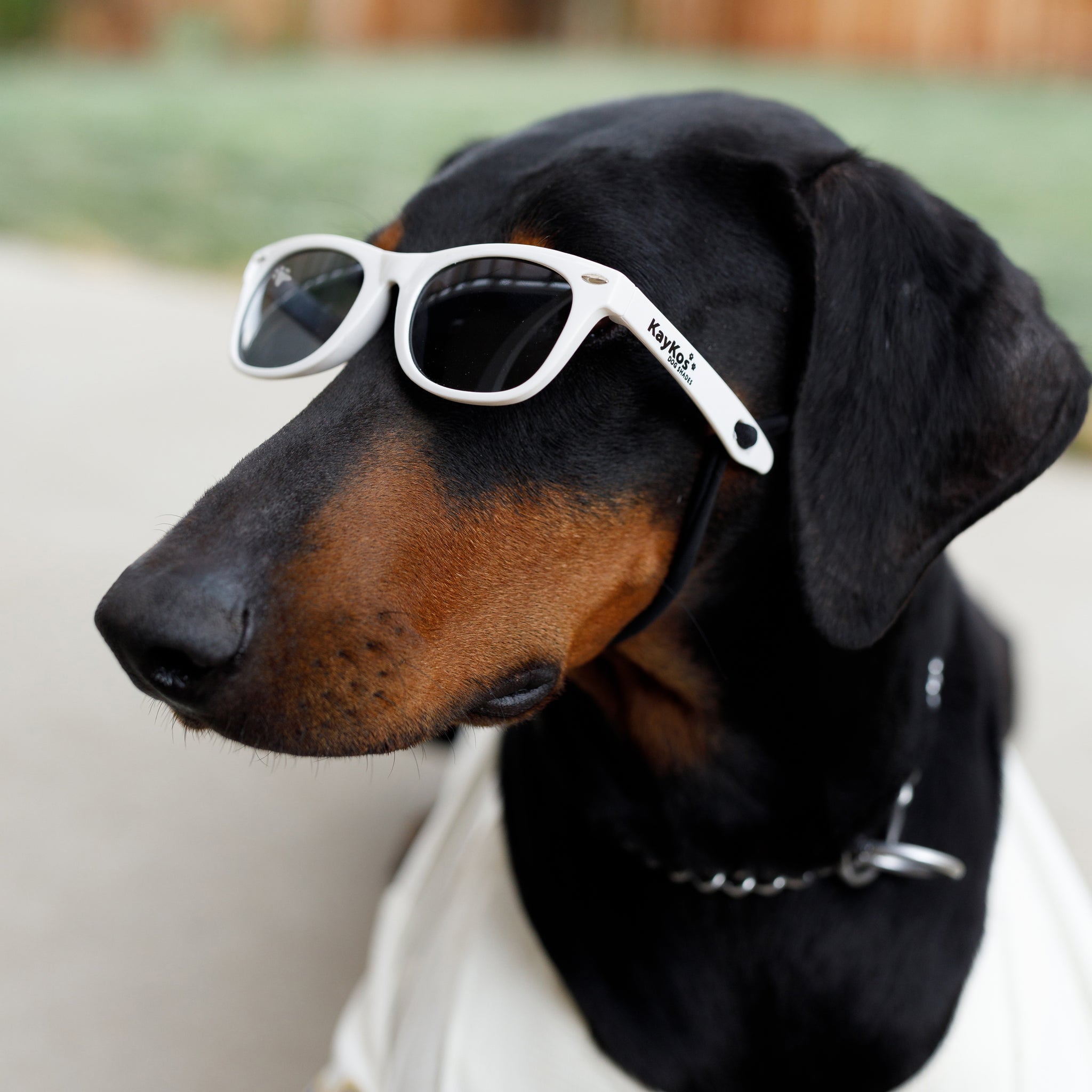Kaykos WAYV' Dog Sunglasses: Medium