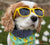 Kaykos WAYV’ Dog Sunglasses: Medium