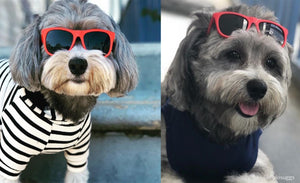 Kaykos WAYV’ Dog Sunglasses: Small