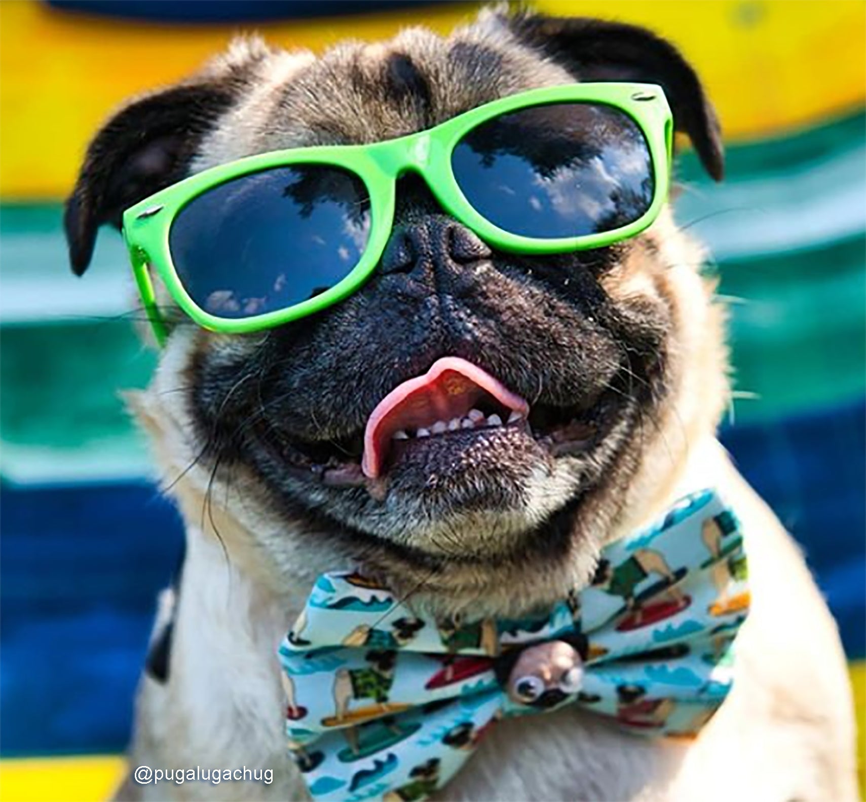 dog wearing goggles Kaykos WAYV' Dog Sunglasses: Medium