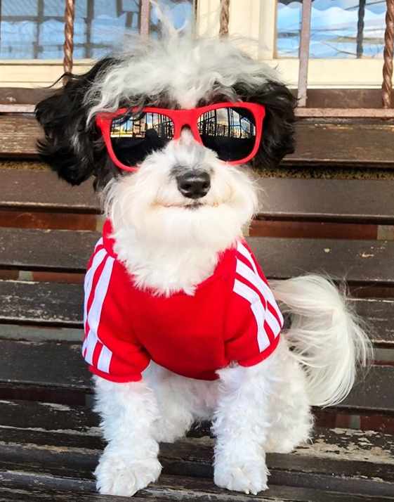 Red dog deals sunglasses