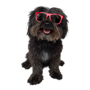 CKlarity Small WAYV’ Dog Glasses ( Clear Lens)
